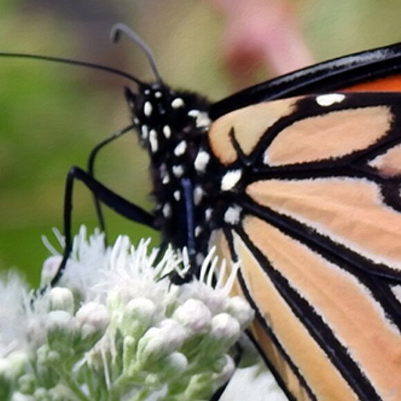 Monarch Butterfly on a‎ Flower Photography Oil Painting Art Print - Picture 6 of 7